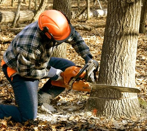 Tree Removal in Oran, IA